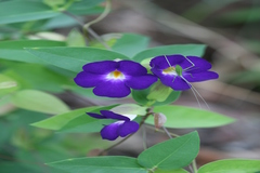 Meyenia hawtayneana